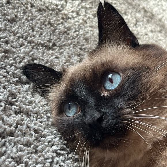 Meet your Posher, Corinna - Picture 2 of 5